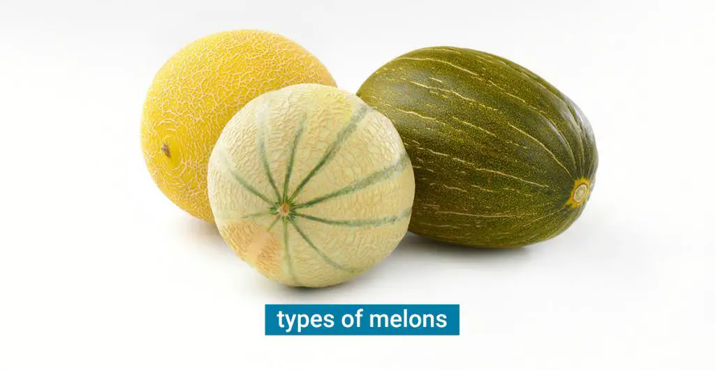 melons-were-among-the-first-plants-to-ever-be-cultivated-and