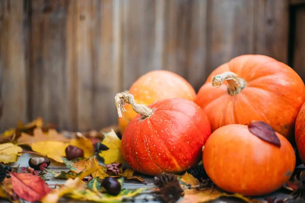 Of course, pumpkins are the stars of Halloween, but these spooky ...