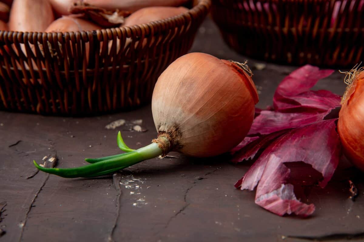 onion shelf life