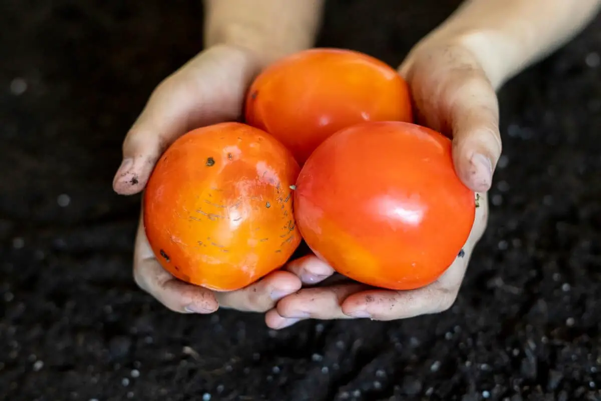 Common Types of Persimmons