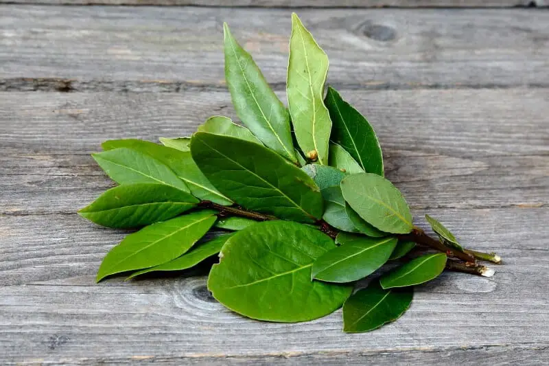 Buying bay leaves - fresh or dried