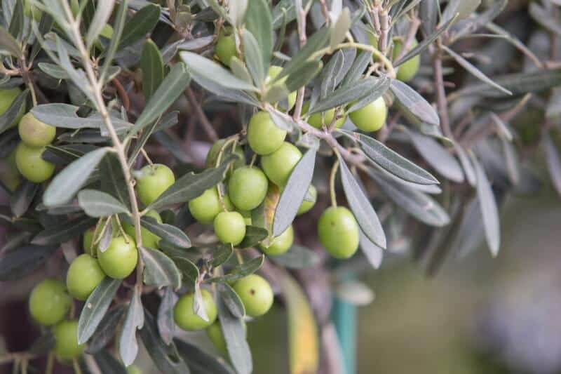 There is a stereotype that says olives almost always come from Italy