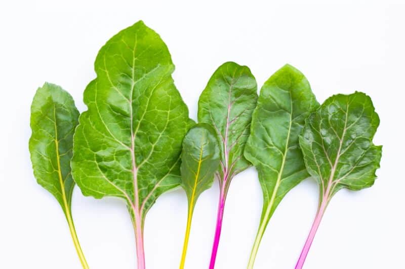 Fresh Swiss Chard