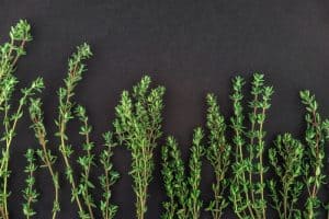 How To Buy Thyme & Where To Find (Fresh or Dried)