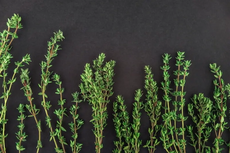 How to buy Thyme - Fresh or Dried
