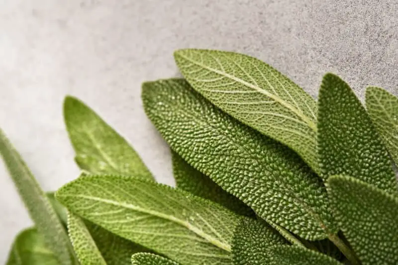 Essential tips on how to buy sage