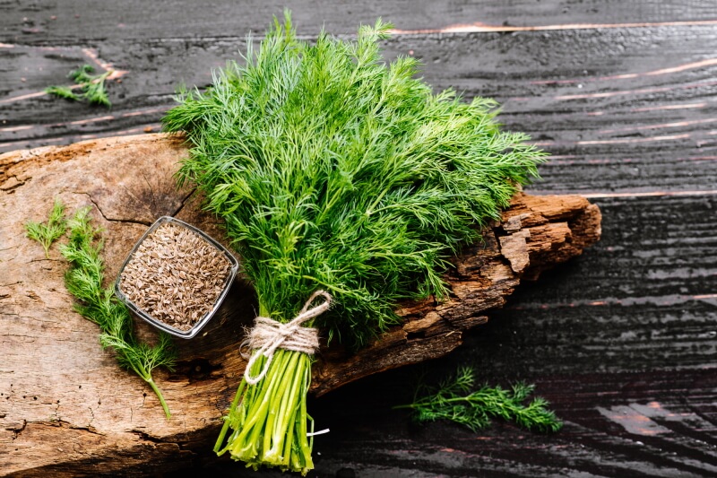 Buying fresh dill or seeds