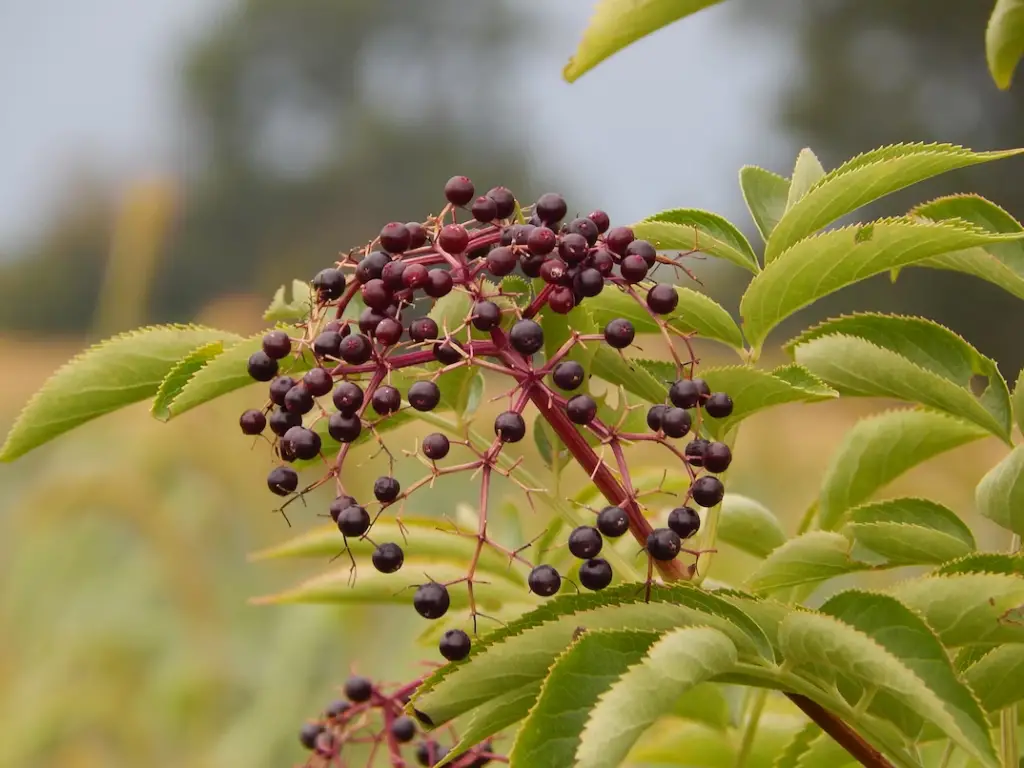 Elderberries are also a popular ingredient in herbal teas and supplements