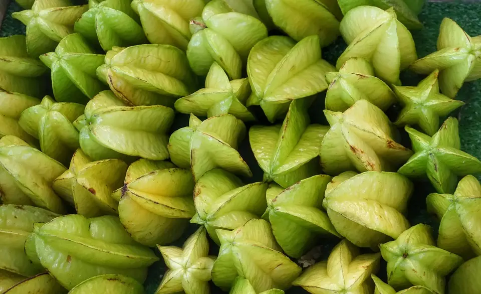 The fruits of carambola are known under the names "tropical stars" or "star fruits"