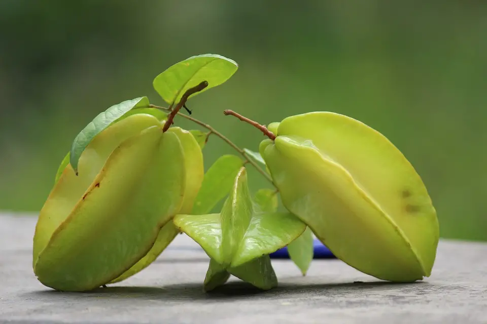 The star fruit is glossy yellow-green ribbed, forming a five-pointed star in cross-section