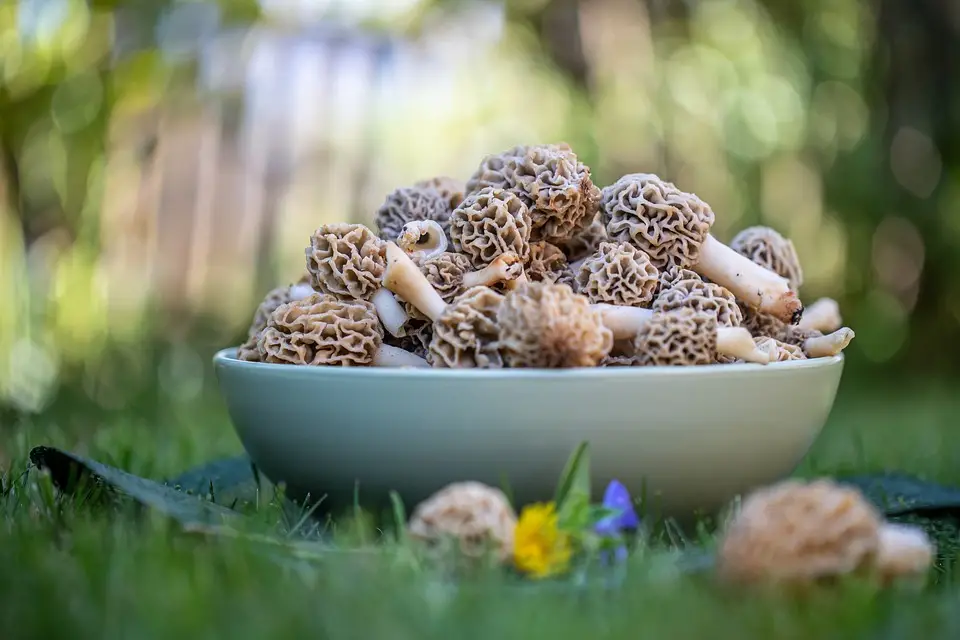Morel mushrooms are one of the first mushrooms to appear on the first warm days after winter.