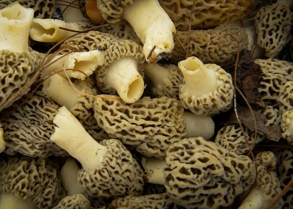 Powdered morels allow you to add the perfect amount of flavor to every dish.