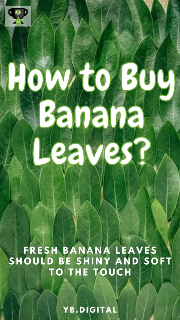 New to buying banana leaves? It's easy when you know where to look and how to pick the best. Learn how to find the perfect banana leaves year-round. For starters, banana leaves grow in tropical and warm climates. It's where they're the freshest. Buying locally allows you to inspect the leaves before you buy them. If you live in another part of the world where they're not native, you can still buy perfect banana leaves. Here's how!