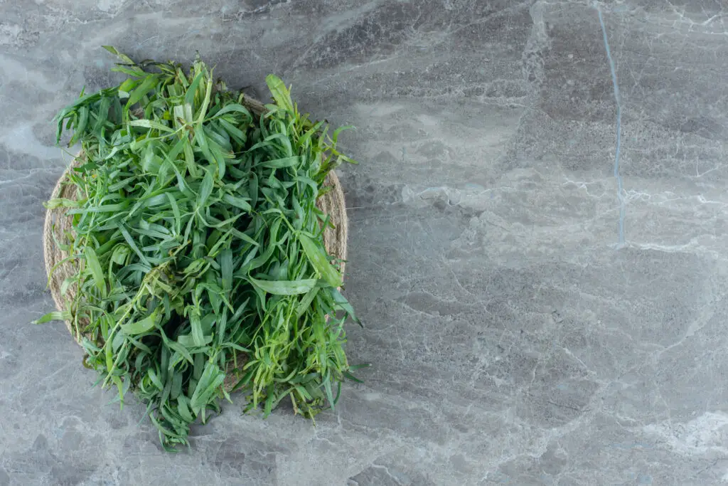 Tarragon has a pleasant taste and is widely used in cooking