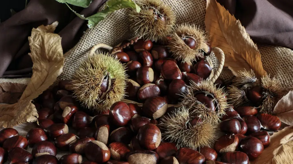 Chestnuts are widely used in cooking due to their delicious taste