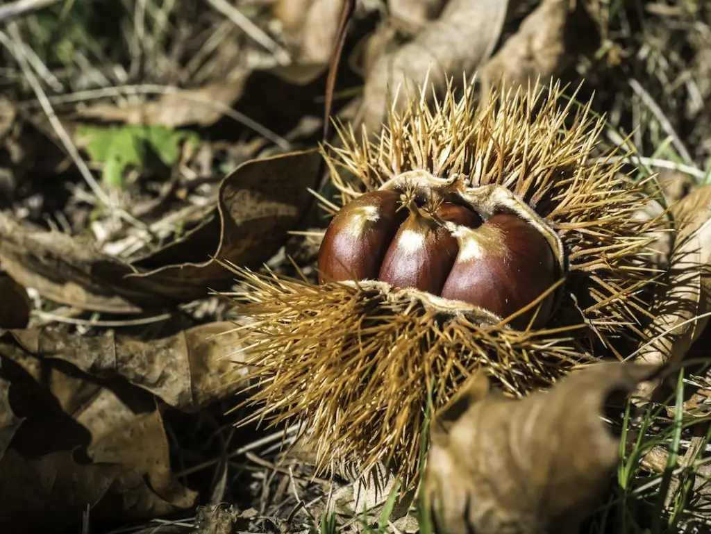 Chestnut is a great source of energy