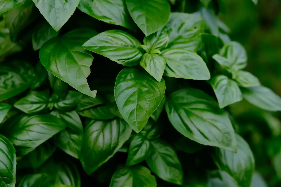 Basil is a herb with a strong spicy aroma and astringent, slightly bitter taste