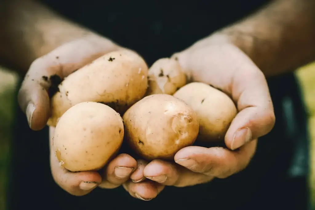 Potato starch has many health benefits