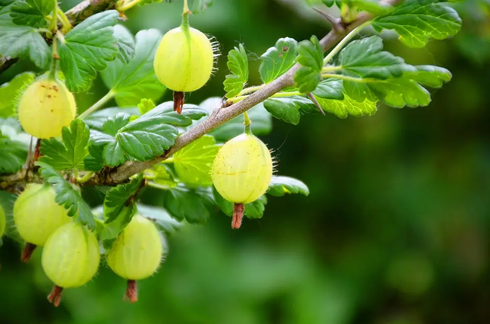 Gooseberry is a thorny bush with beautiful green or reddish translucent berries.
