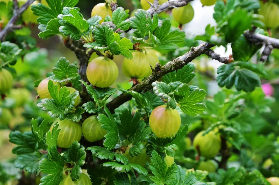 Gooseberry is a perennial honey-bearing shrub, reaching a height of up to one and a half meters