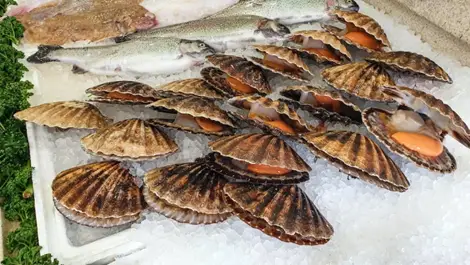 Sea Scallop is one of the most valuable shellfish