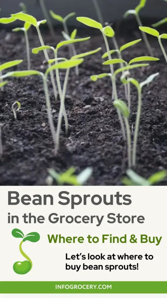 Let’s look at where to buy bean sprouts. We’ll also see why you can hardly get fresh ones anywhere.